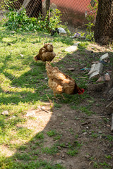 hovering animals in forest gardens