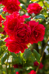 red flowers in the garden