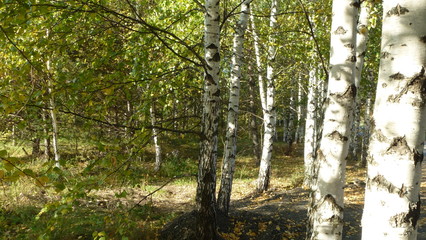 Birch Grove