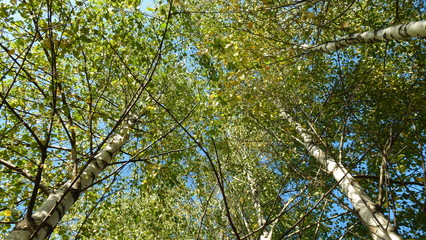 Birch Grove