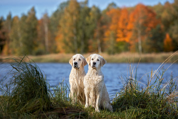 two golden retriever dogs outdoors in autumn