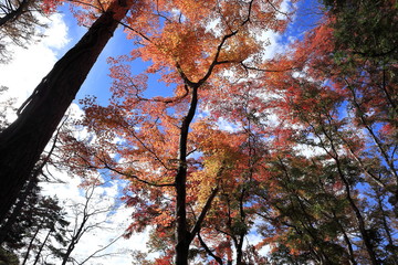 紅葉の風景