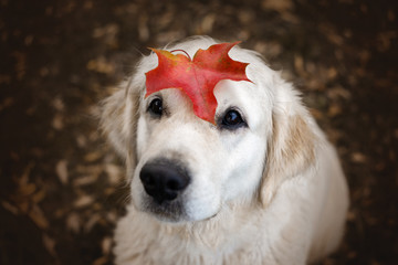 golden retriever dog portrait with a red maple leaf on top of her head - obrazy, fototapety, plakaty