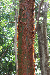 Beautiful Bark