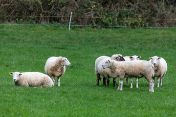 Fototapeta na wymiar Schafgruppe auf Weide
