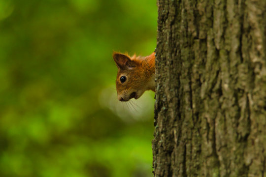 Ein neugieriges Eichh&ouml;rnchen schaut hinter einem Baum hervor sciurus