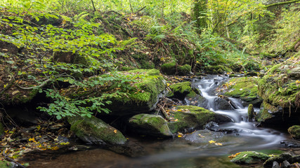 Obraz premium Bach mit Wasserfall im Herbstwald