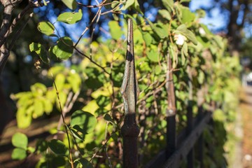 Zaunspitzen mit Hecke