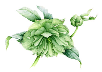 Green hellebore flower watercolor illustration. Spring beautiful Helleborus blossom in the full bloom with many petals. Garden botanical plant isolated on white background.