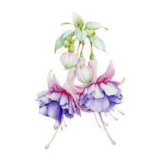 Fuchsia tender lilac flowers with buds and green leaves watercolor illustration. Hand painted botanical violet with pink fuchsia blossoms in the full bloom. Isolated on white background. - obrazy, fototapety, plakaty