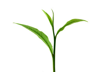 Green tea leaf isolated on white background
