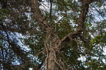 Wild bewachsener Baum