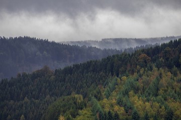 Nebliger Wald mit bewölktem Himmel