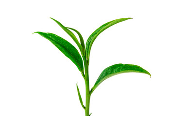 Fototapeta premium Green tea leaf isolated on white background