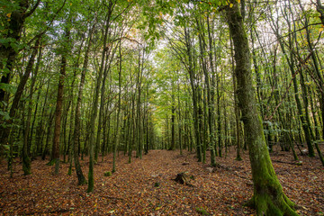 Obraz premium Herbstliche Aussichten im schönen Sauerland