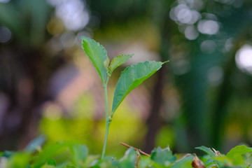 Fototapeta na wymiar green leaves of a tree in spring