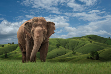 Fototapeta na wymiar elephant in park