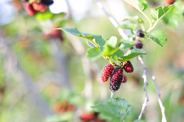 Red wild Mulberry bush at outdoor 