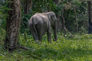 Fototapeta premium Elephant in the wild
