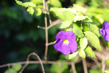 Purple Bush clock vine flower