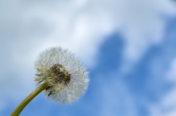 Dandelion and sky