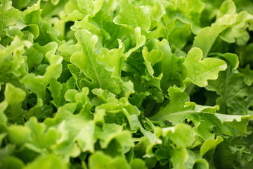 Growing lettuce in the garden. Bright green lettuce leaves. Leafy vegetables