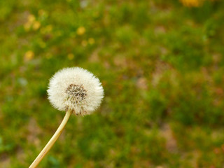 Dandelion and lawn