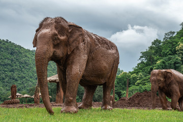 Naklejka na ściany i meble elephant in zoo
