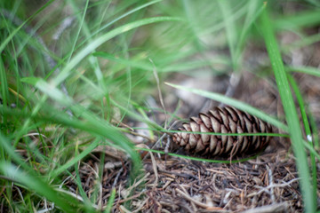 cone