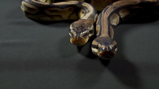 Video of ball royal python on dark texture