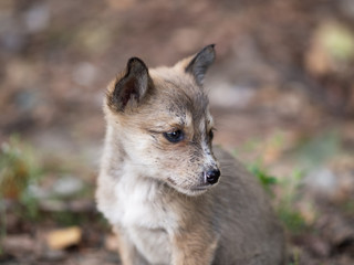 Unhealthy dirty homeless puppy on the street cold in the fall