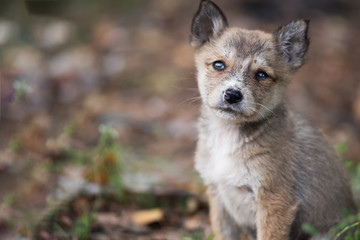 Unhealthy dirty homeless puppy on the street cold in the fall