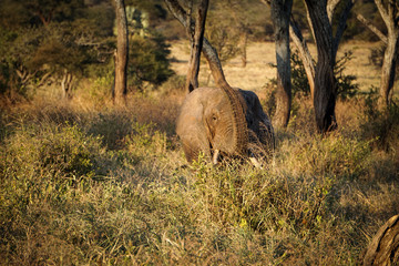 Obraz premium Elefante africano tarangire national park