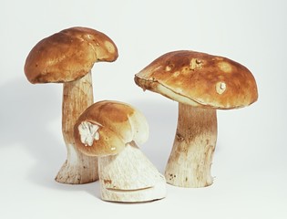 Boletus edulis king bolete isolated on white background close up porcini