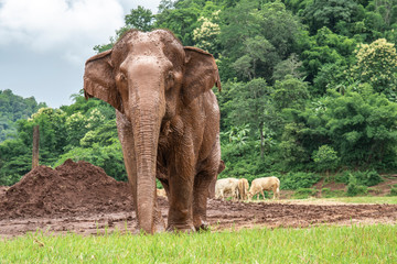 elephant in zoo