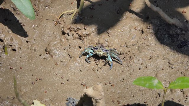 Blue crab, Fiddler crab (Uca vocans) on mud at wetlands forest. 