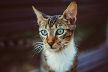 beautiful playful little cat outdoors