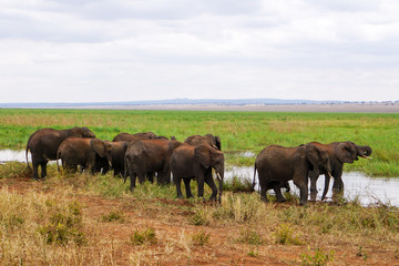 Naklejka na ściany i meble Elefante africano tarangire national park