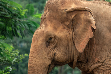 elephant in zoo