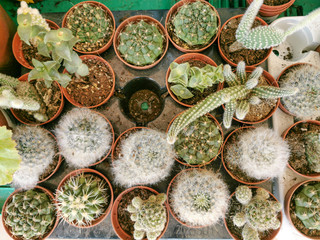 cactus top view