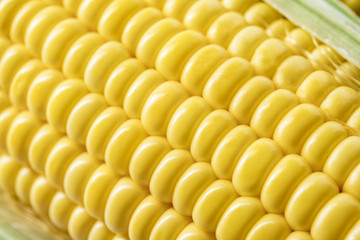 corn isolated on white background