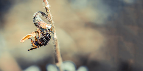 black bee