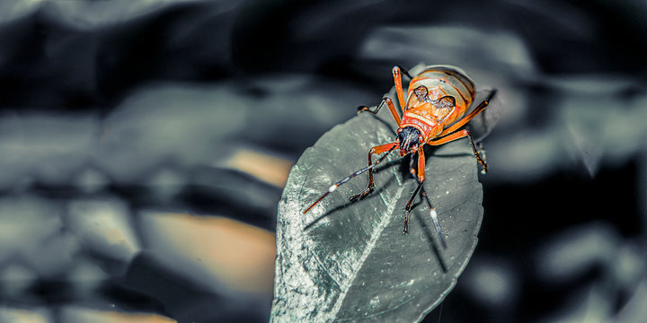 insect