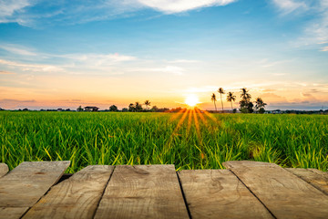 rural landscape with sunflower field and blue sky