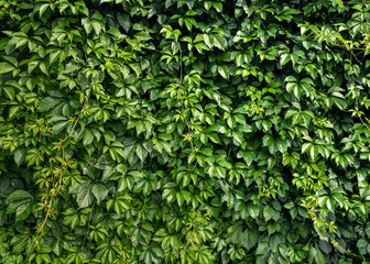 Fototapeta na wymiar .Wall of natural green leaf creeper texture