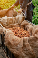 spices in the market