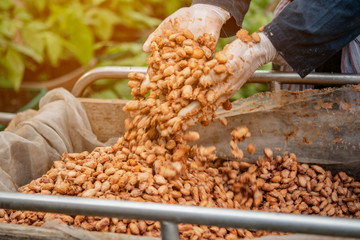 corn on market