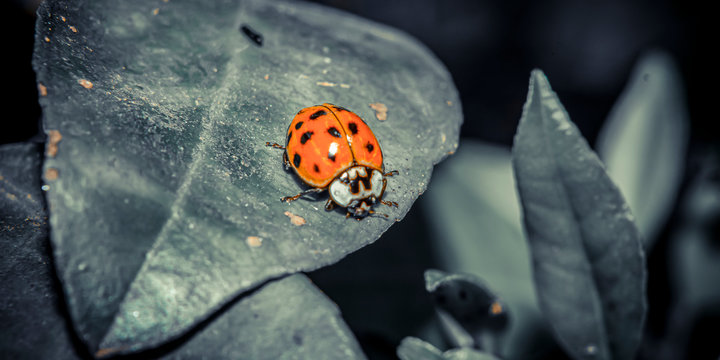 Ladybug