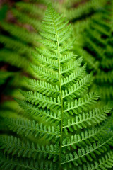 Fern leaves in forest