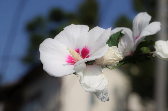 ムクゲの花 のストック写真 ロイヤリティフリーの画像 ベクター イラスト Adobe Stock